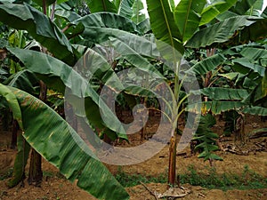 Musa acuminataÂ 'Red Dacca' banana plants in a farm